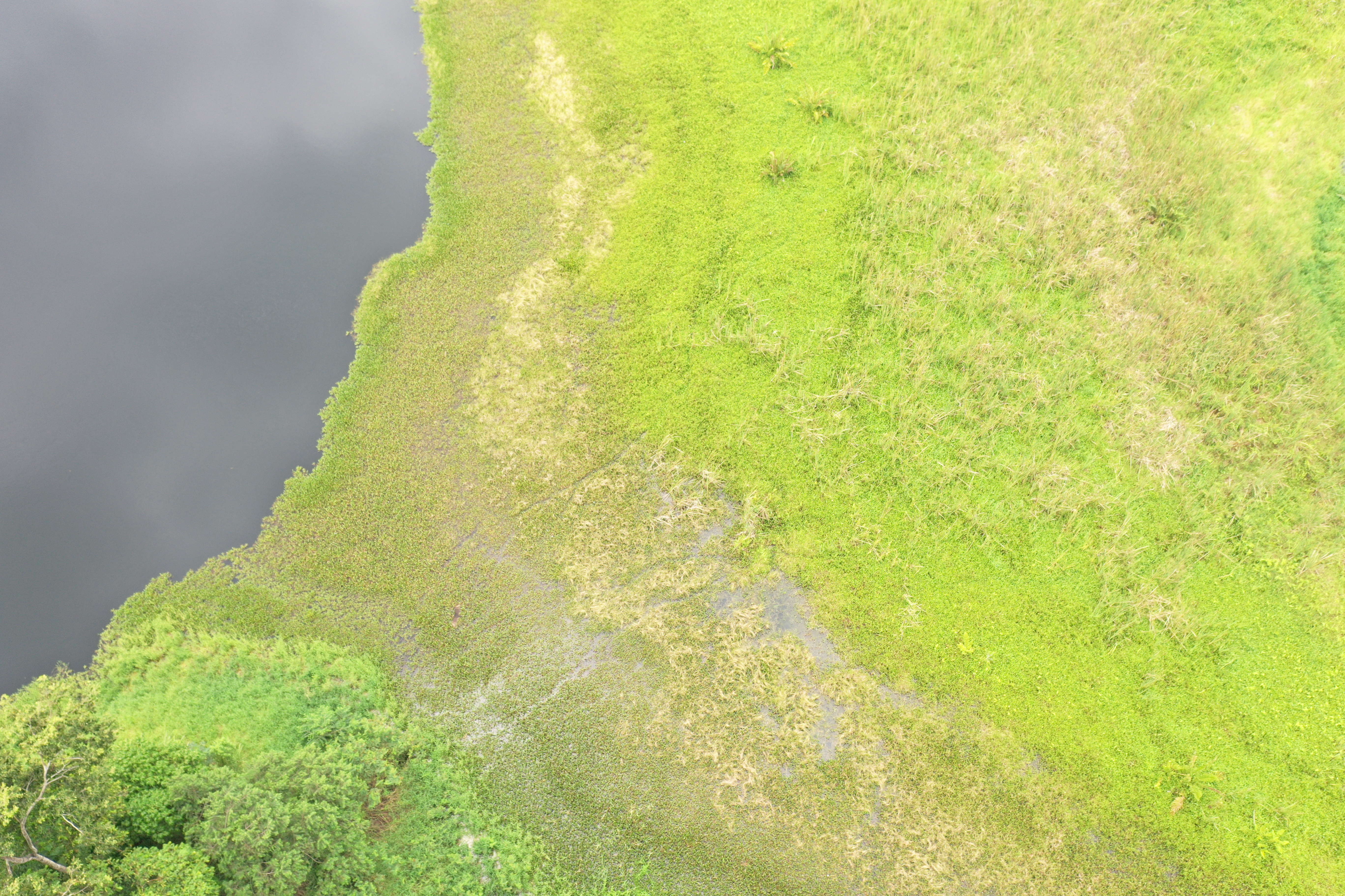 Vista aérea de agua y vegetación ribereña