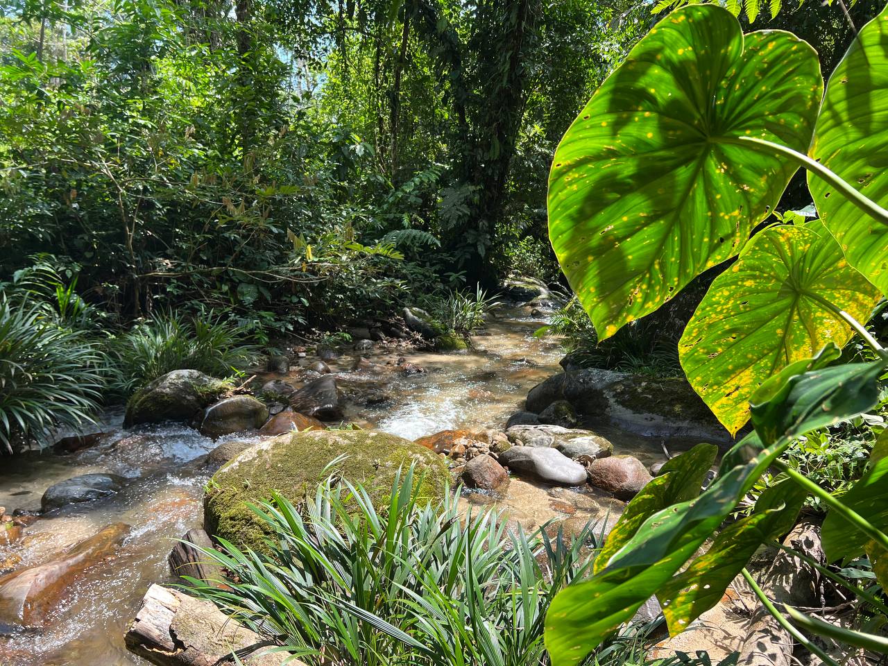 Cauce rocoso rodeado de vegetación